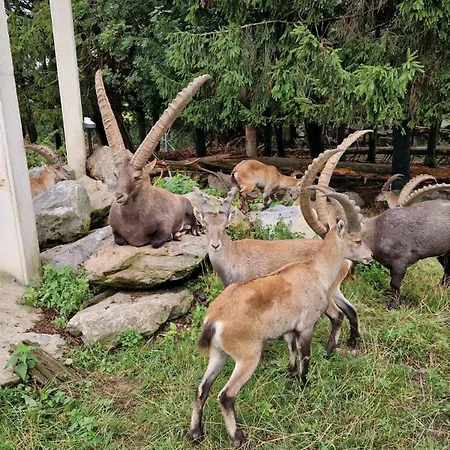 Happy Nest * Göstling an der Ybbs